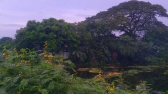 The Peaceful Charm of Nature’s Evening Glow