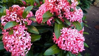 Rongon flower photography