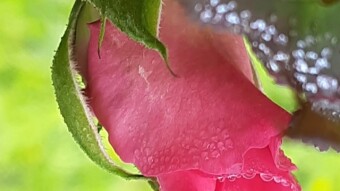 Rose flower photography.