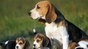 Beagle