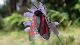 Transparent burnet (Zygaena purpuralis) 🦋, a toxic butterfly with the destructive power of Zyklon B.