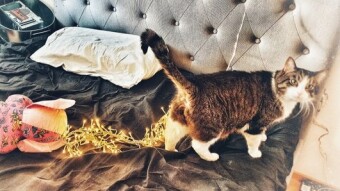 Photography - still life II - an unexpected story opportunity, the murder of Nelly fur-ta-do