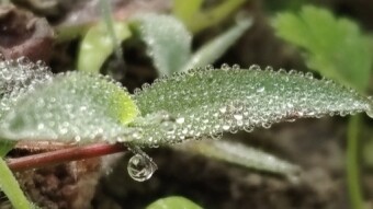 WATER DROPS Photography.