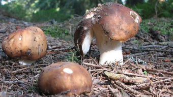 Mushrooms occurring in Europe - Russula mustelina