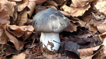 March mushroom (Hygrophorus marzuolus) is one of the first spring edible mushrooms