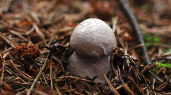 Mushrooms occurring in Europe - Cortinarius traganus