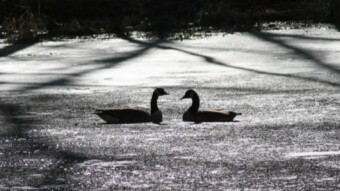 Feathered friends on the pond