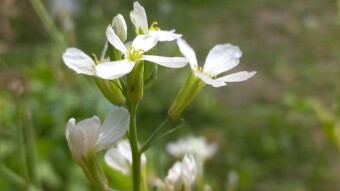 Flower Photography.