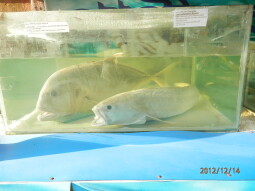 Fish Meuseum of COX-BAZAR @BANGLADESH