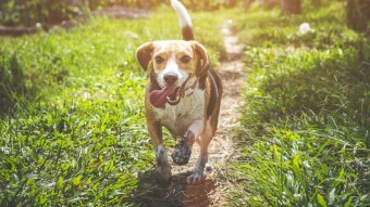 [72] Three sisters and two female dogs…(Episode - 18)