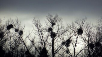 Observation of nature in winter - My Actifit Report Card: December 29 2022