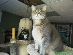 Cats watching Lizard in the window