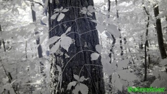 Plant vines along the trail - Infrared Photography