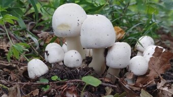 Poisonous forest mushrooms (Carbola Mushroom) Agaricus xanthodermus