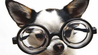 Top Eight Dog Breeds In The Past And Now! Amazing Changes That You Didn't Know!