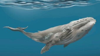 Can Bitcoin crash? Look at the whales...