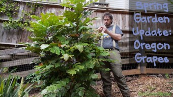 Spring Garden Update: Oregon Grapes