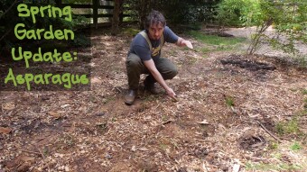 Spring Garden Update: Asparagus