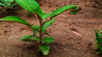 Planting tree compagin in pakistan | steps to plant a tree
