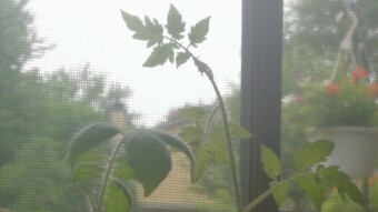 The Tomato Experiment