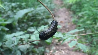 Caterpillar Walking the Line - Nature Photography