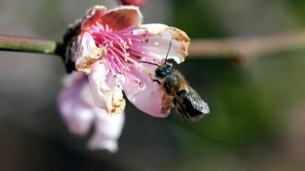 Late winter with the Mason Bees - Macro Photography
