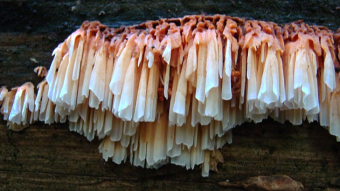 Mushrooms occurring in Europe - Pycnoporellus alboluteus