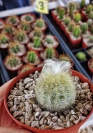 Cactus Hunt Day!