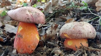 Rainbow in the forest - Rubroboletus legaliae