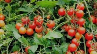 The Parable of the Tomato