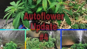 2x4 Autoflower - No-till - Mars Hydro ts600 - update #4