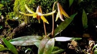 Erythronium americanum ; or yellow dogtooth violet