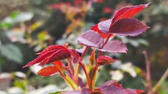 Rose Leaves Photography.
