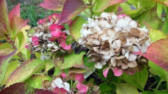First light snowfall this fall - My Actifit Report Card: November 17 2022
