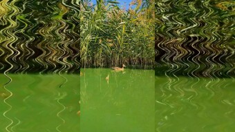 Unusual color of a blooming lake