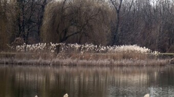 Sunday walk on a warm spring day, what can you expect? - My Actifit Report Card: March 19 2023