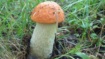 Mushrooms occurring and Europe - Leccinum aurantiacum