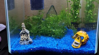 My shrimp tank