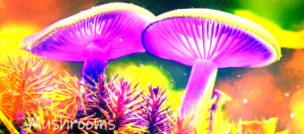 My trip around Indonesia - Sumatra - magic mushrooms in ...?