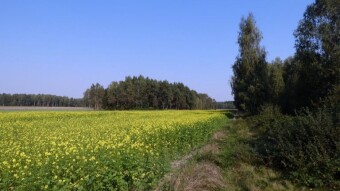 Fragrant rapeseed flowers in September - My Actifit Report Card: September 17, 2024