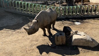 Dear Diary entry to Kumamoto City