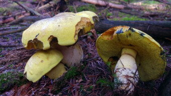 Very rare boletus - Daffodil boletus
