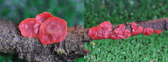 Mushrooms occurring in Europe - Cytidia salicina