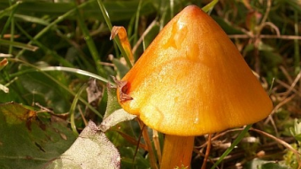 Mushrooms occurring in Europe - Hygrocybe conica