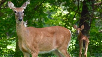 Reflecting On My 2019 Deer Season