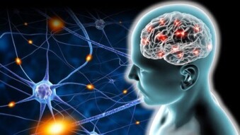 La felicidad y la Neuroplasticidad