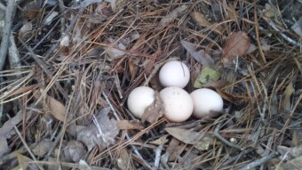 Apocalyptic Homesteading (Day 39)