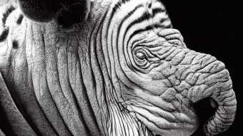 AI Recreates Animals From Their Dictionary Descriptions
