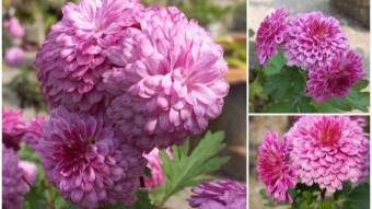 Flower Photography
