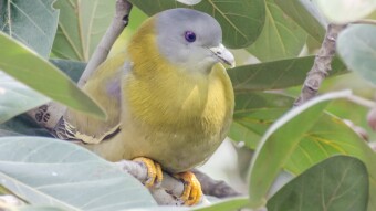 Birding in Lahore